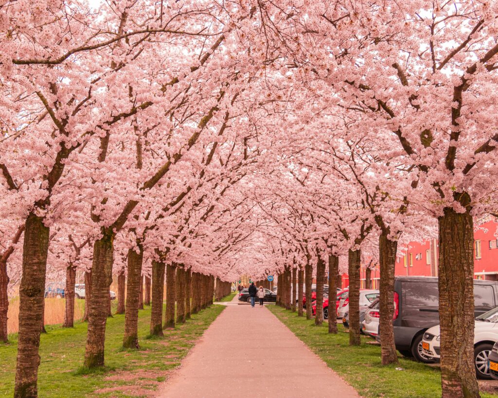 How to Train During Allergy Season